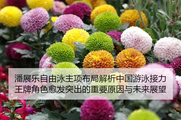潘展乐自由泳主项布局解析中国游泳接力王牌角色愈发突出的重要原因与未来展望